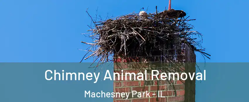 Chimney Animal Removal Machesney Park - IL