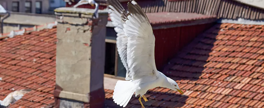 Residential Chimney Animal Removal Solution in Machesney Park, IL