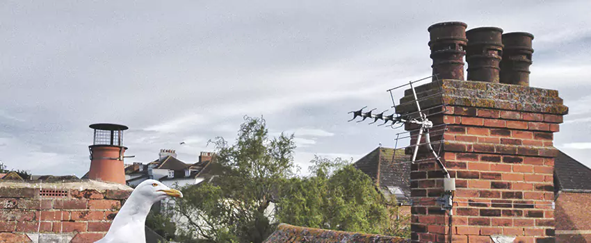 Chimney Cleaning And Restoration in Machesney Park, Illinois